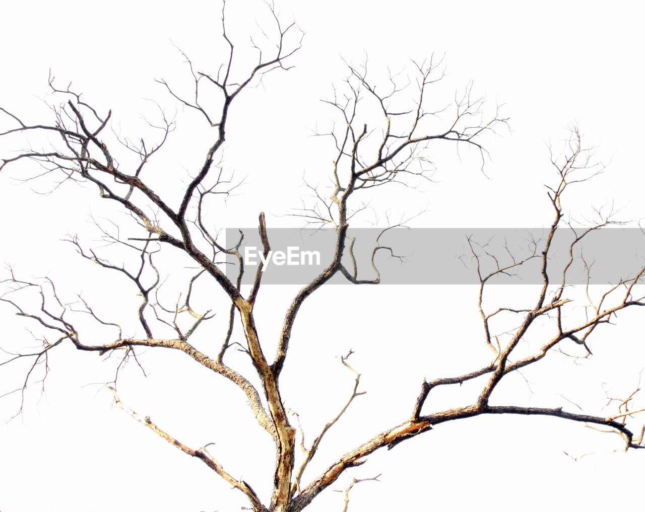 LOW ANGLE VIEW OF BARE TREES AGAINST CLEAR SKY