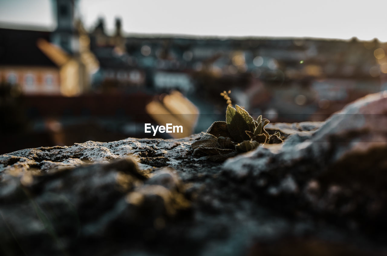 CLOSE-UP OF INSECT ON TABLE AGAINST SKY