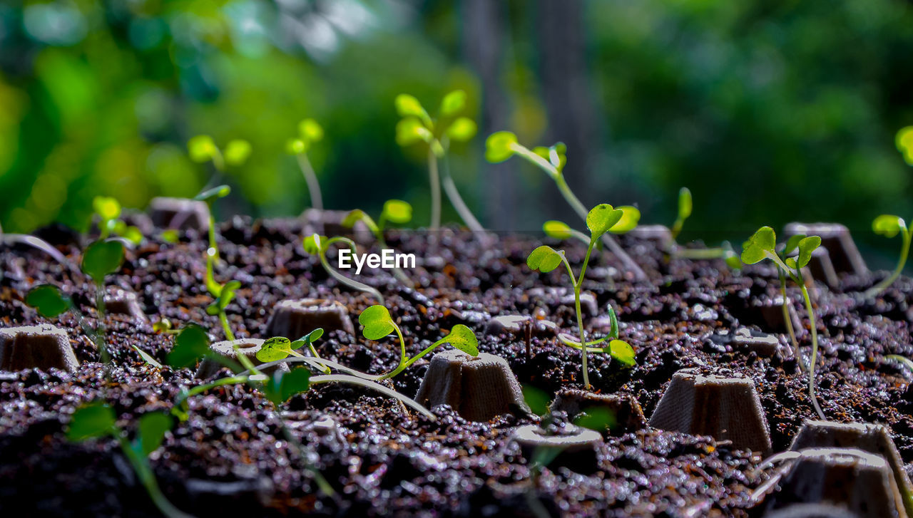 CLOSE-UP OF YOUNG PLANT GROWING IN PARK