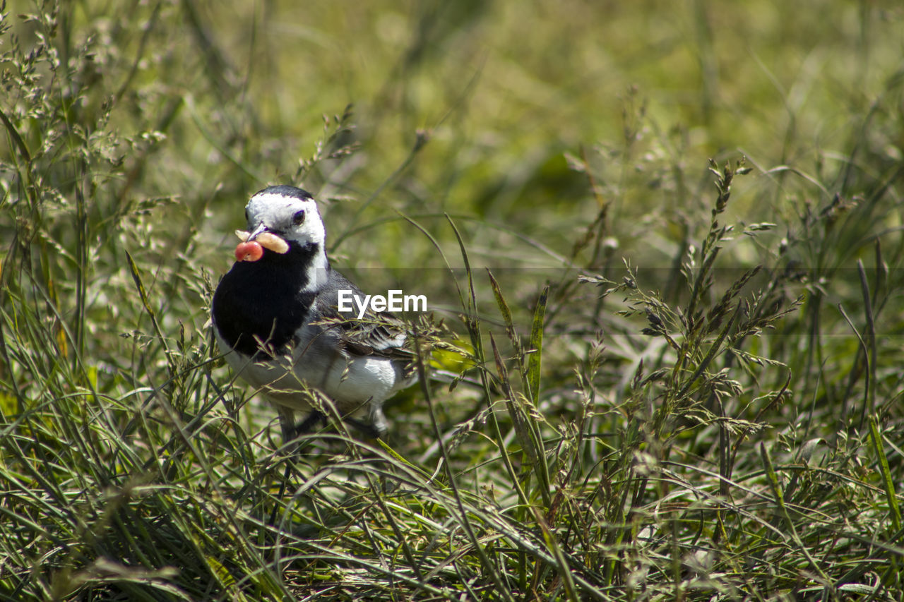 Bird perching on a field