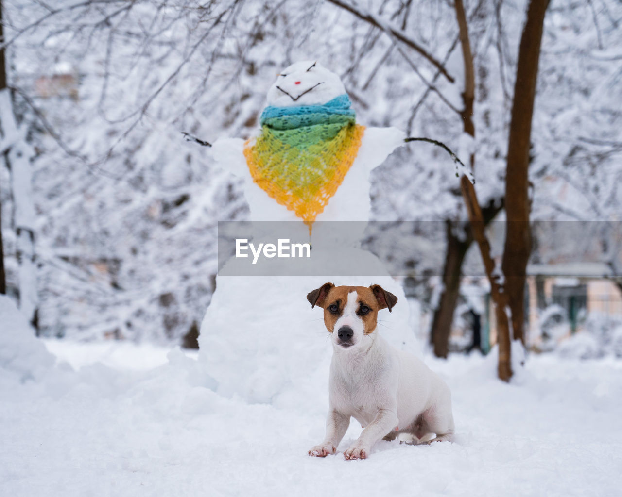 close-up of dog standing on snow covered field