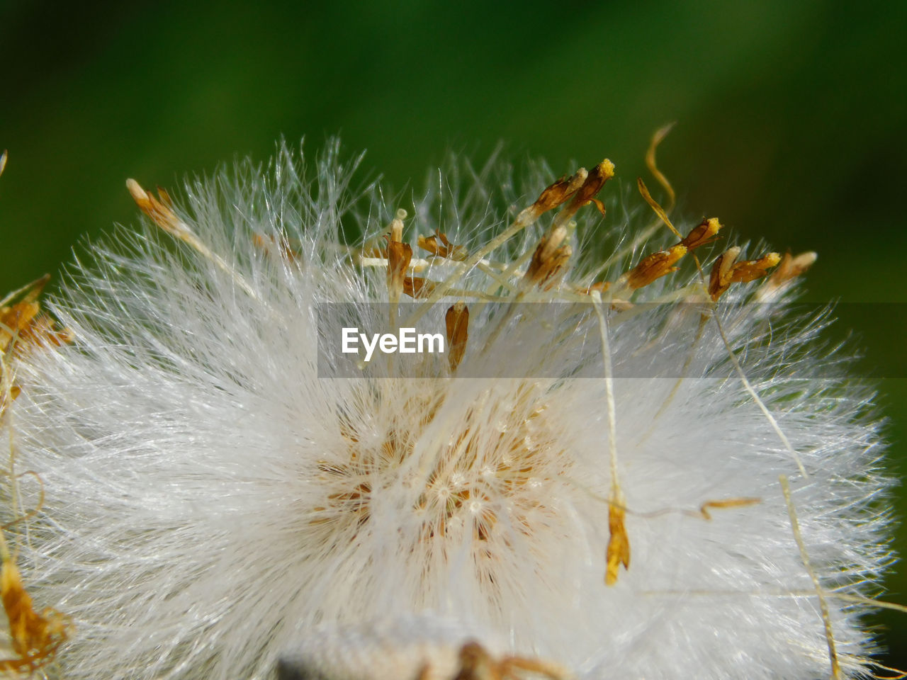 CLOSE-UP OF DANDELION ON WHITE FLOWERING PLANT