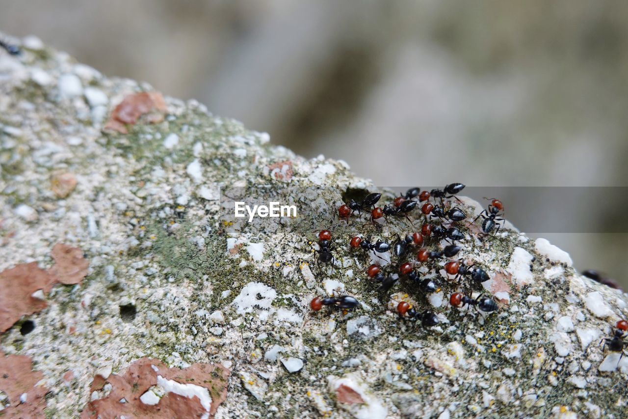 CLOSE-UP OF INSECTS ON ROCK