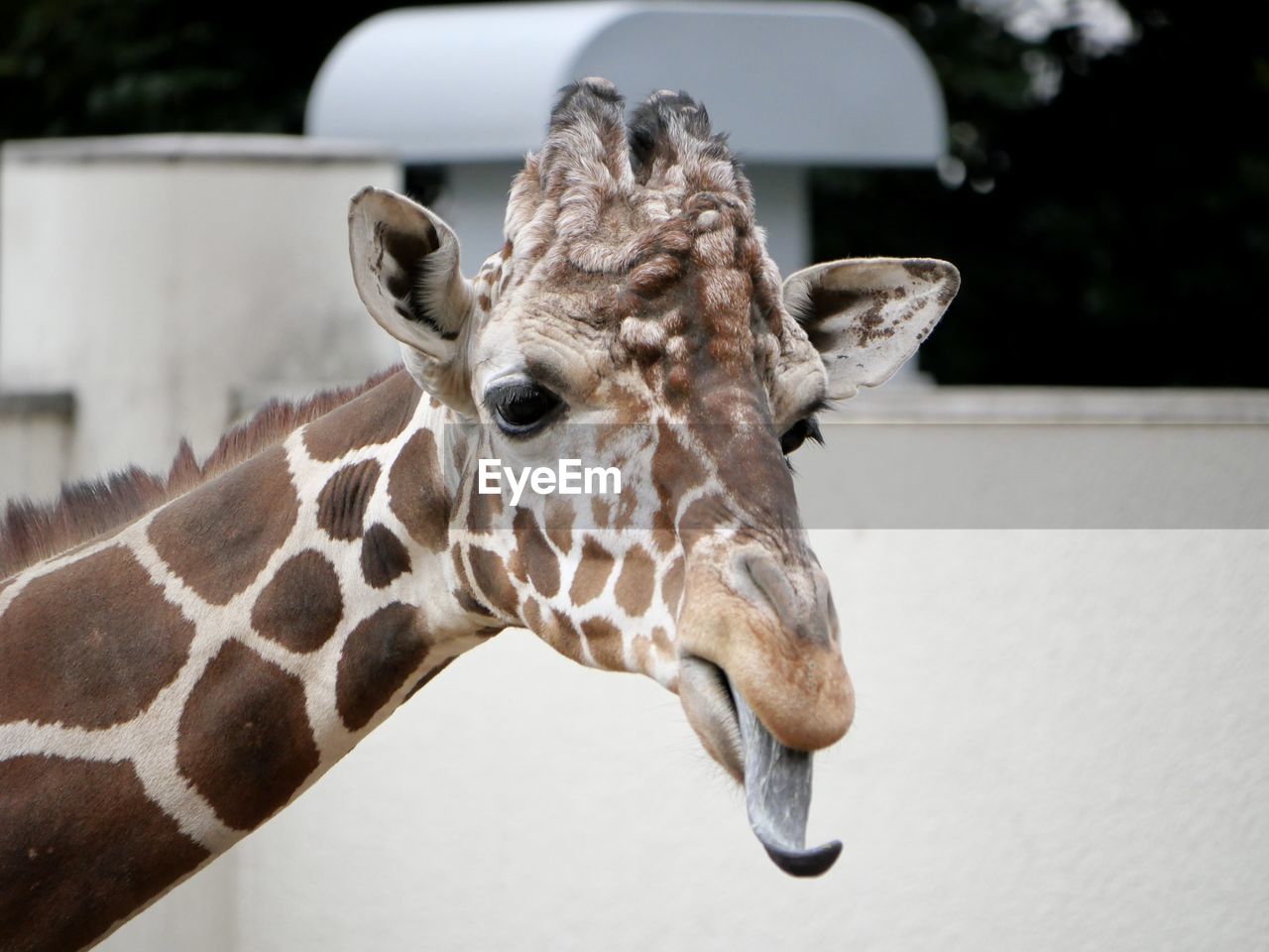 giraffe, animal, animal themes, animal wildlife, mammal, one animal, animal body part, wildlife, no people, animal head, close-up, focus on foreground, day, outdoors, nature, domestic animals, animal markings