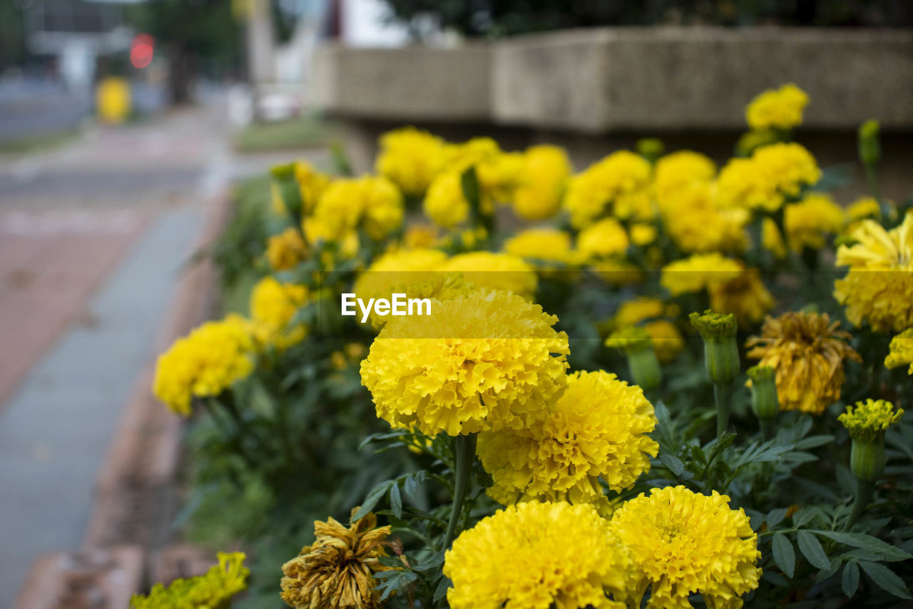 Marigolds on the side of the road.