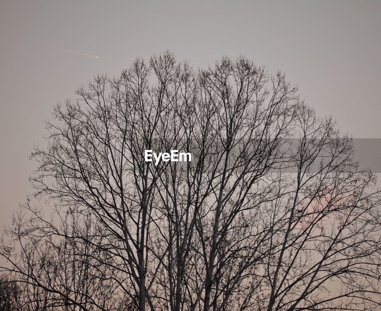 LOW ANGLE VIEW OF BARE TREES AGAINST SKY