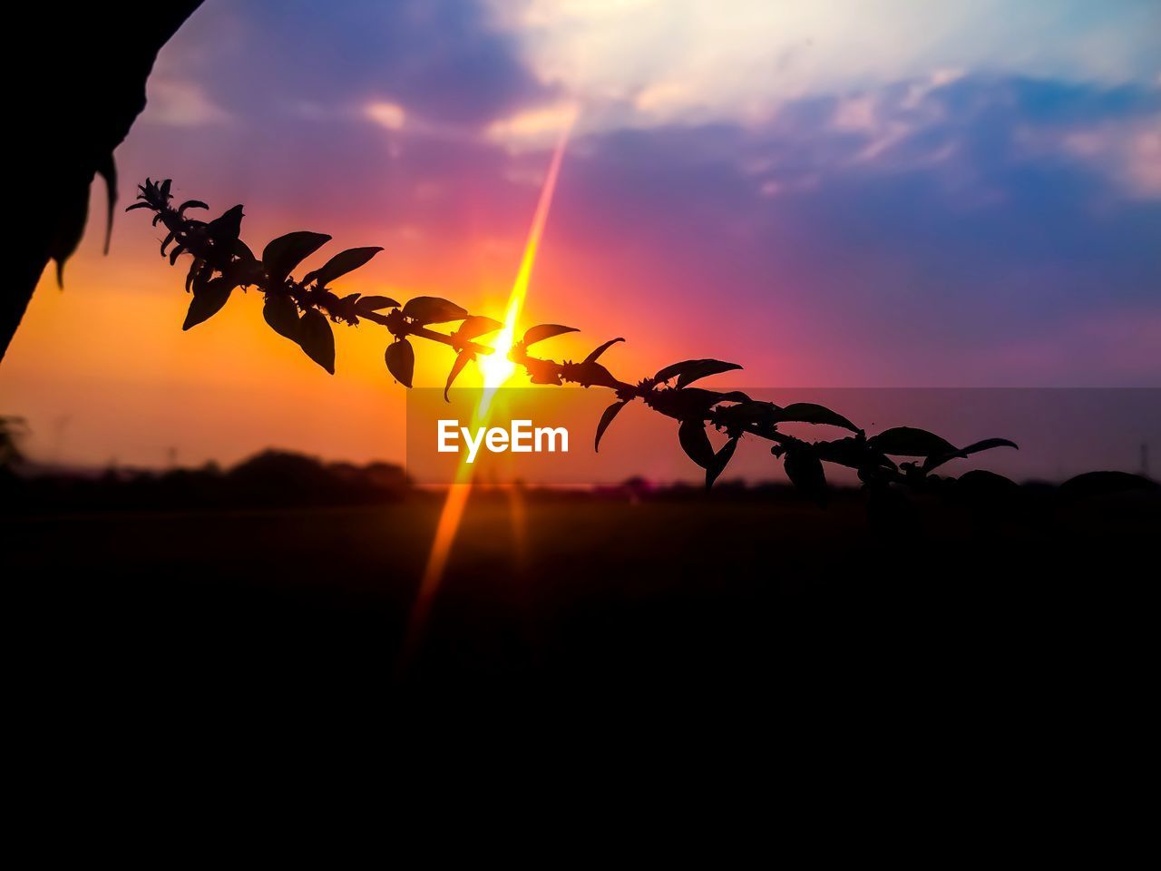 SILHOUETTE PLANTS ON FIELD AGAINST ORANGE SKY