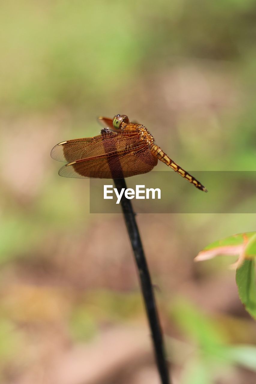 CLOSE-UP OF AN INSECT