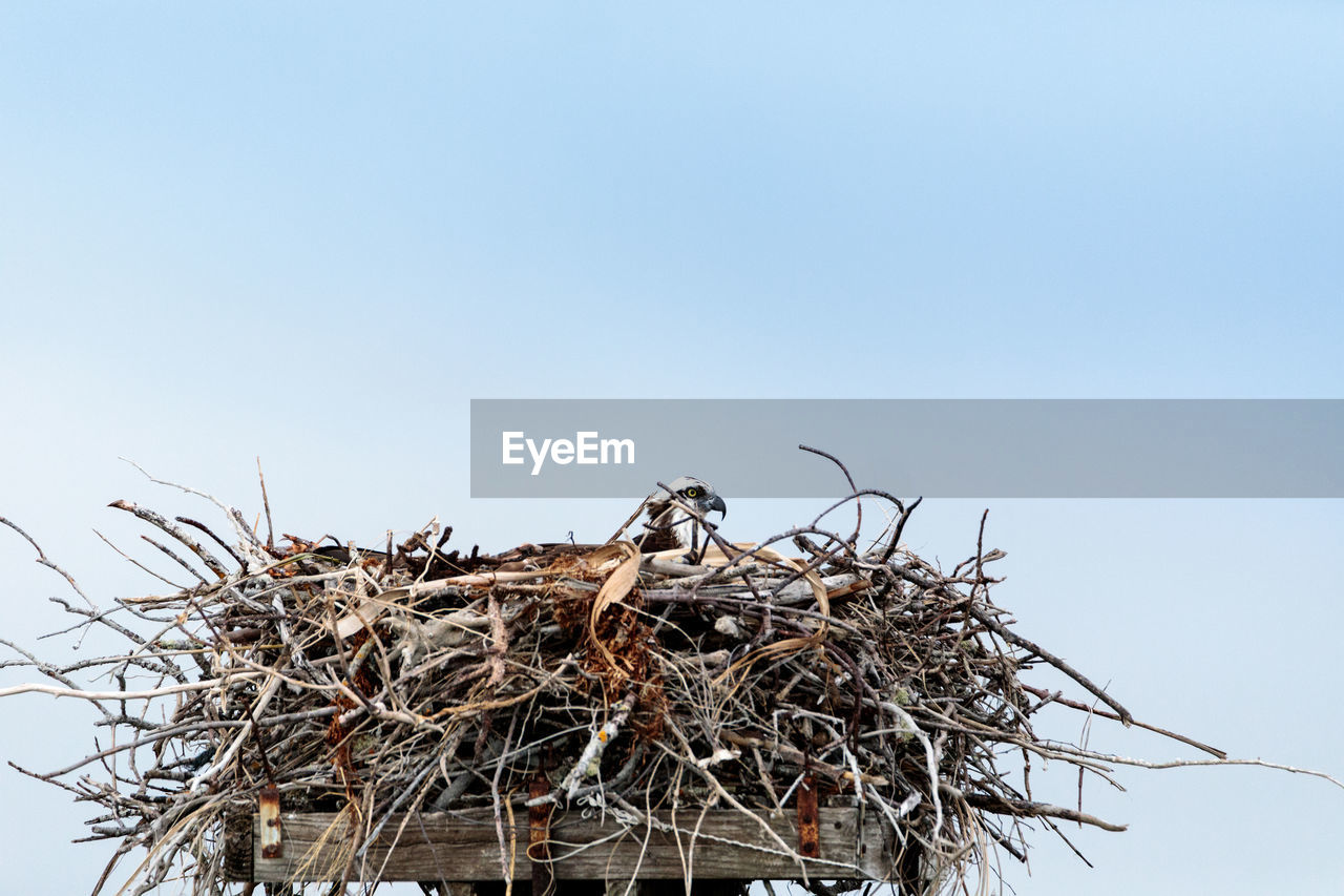 LOW ANGLE VIEW OF BIRDS IN NEST AGAINST CLEAR BLUE SKY