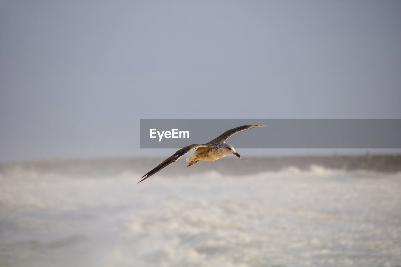 animal wildlife, animal themes, animal, wildlife, bird, one animal, flying, nature, sky, water, spread wings, animal body part, sea, no people, motion, seabird, wing, mid-air, outdoors, day, copy space, beauty in nature, full length, bird of prey, gull, animal wing