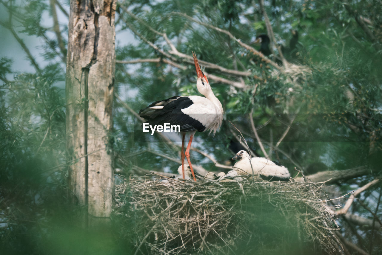 White stork family on a tree