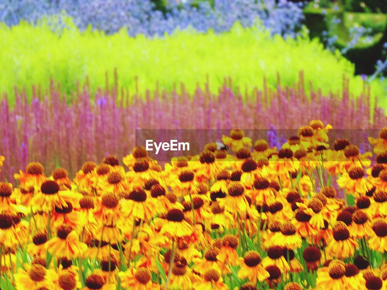 YELLOW FLOWERS BLOOMING ON FIELD