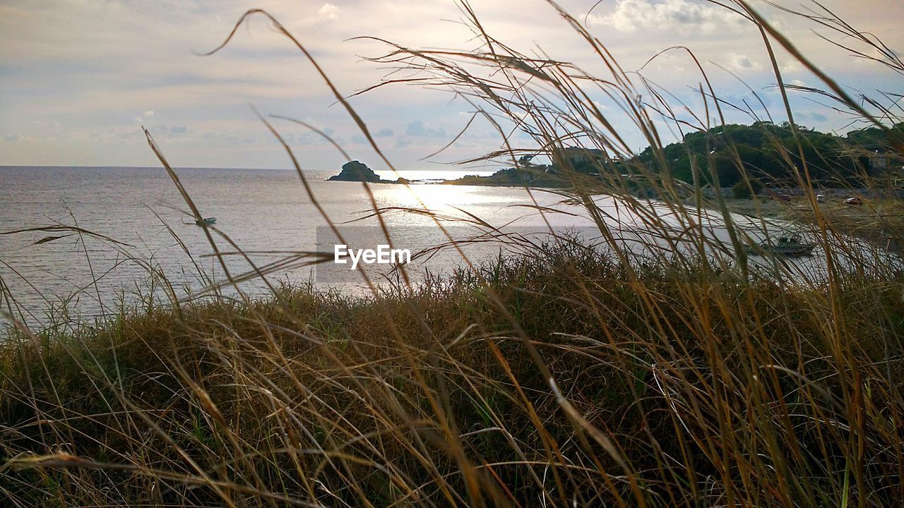 CLOSE-UP OF REED GRASS AGAINST SKY DURING SUNSET