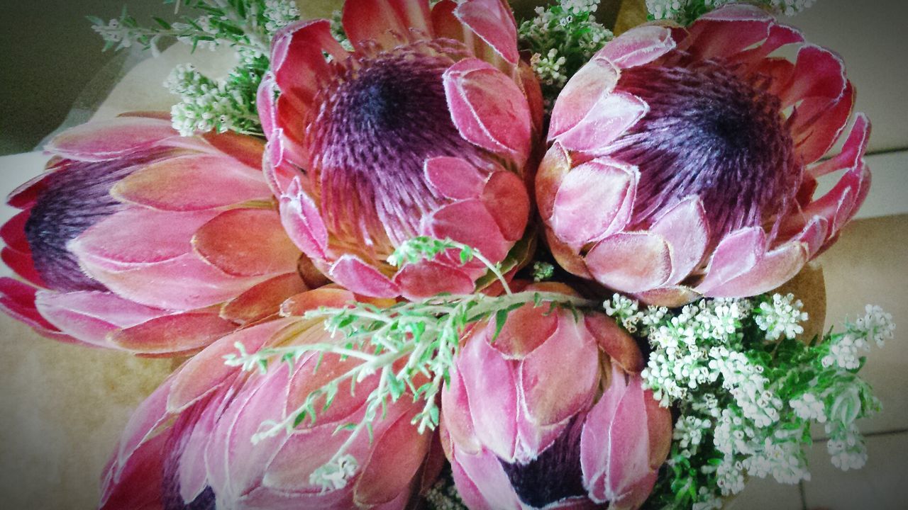 CLOSE-UP OF PINK FLOWER