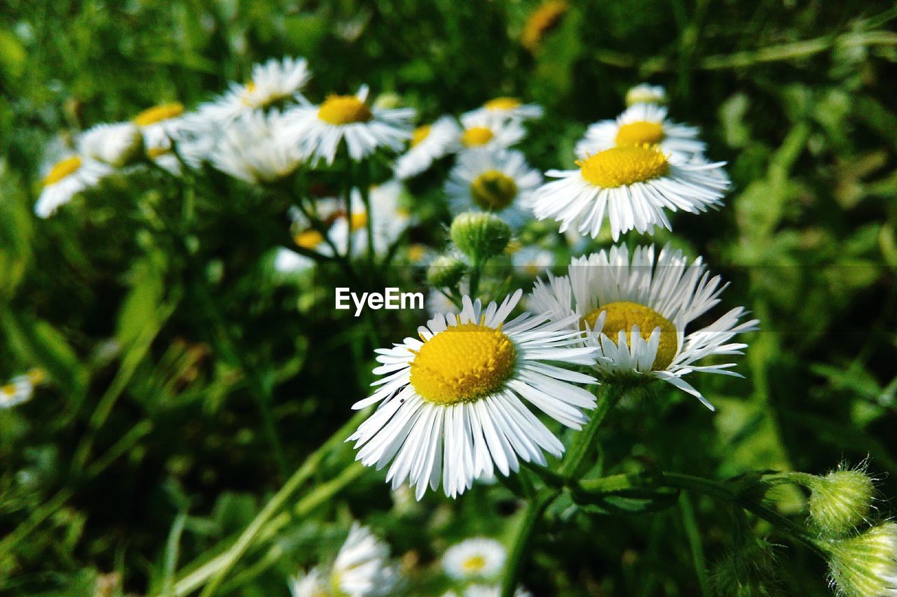 WHITE FLOWERS BLOOMING OUTDOORS