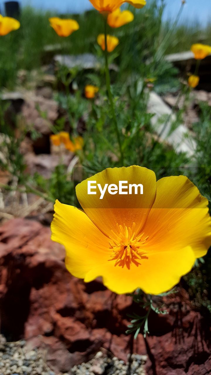 CLOSE-UP OF YELLOW FLOWERS BLOOMING IN FIELD