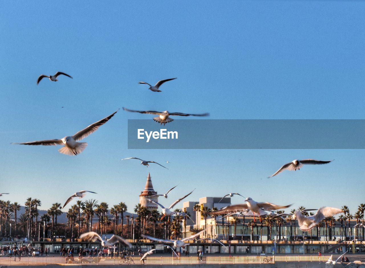 Birds flying against clear blue sky