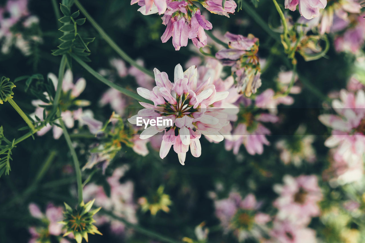 Close-up of pink flowers blooming outdoors