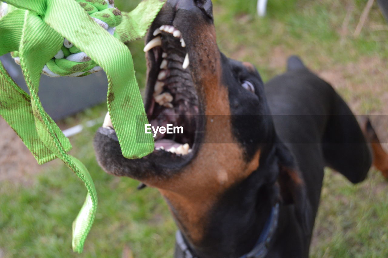 CLOSE-UP OF DOG ON FIELD