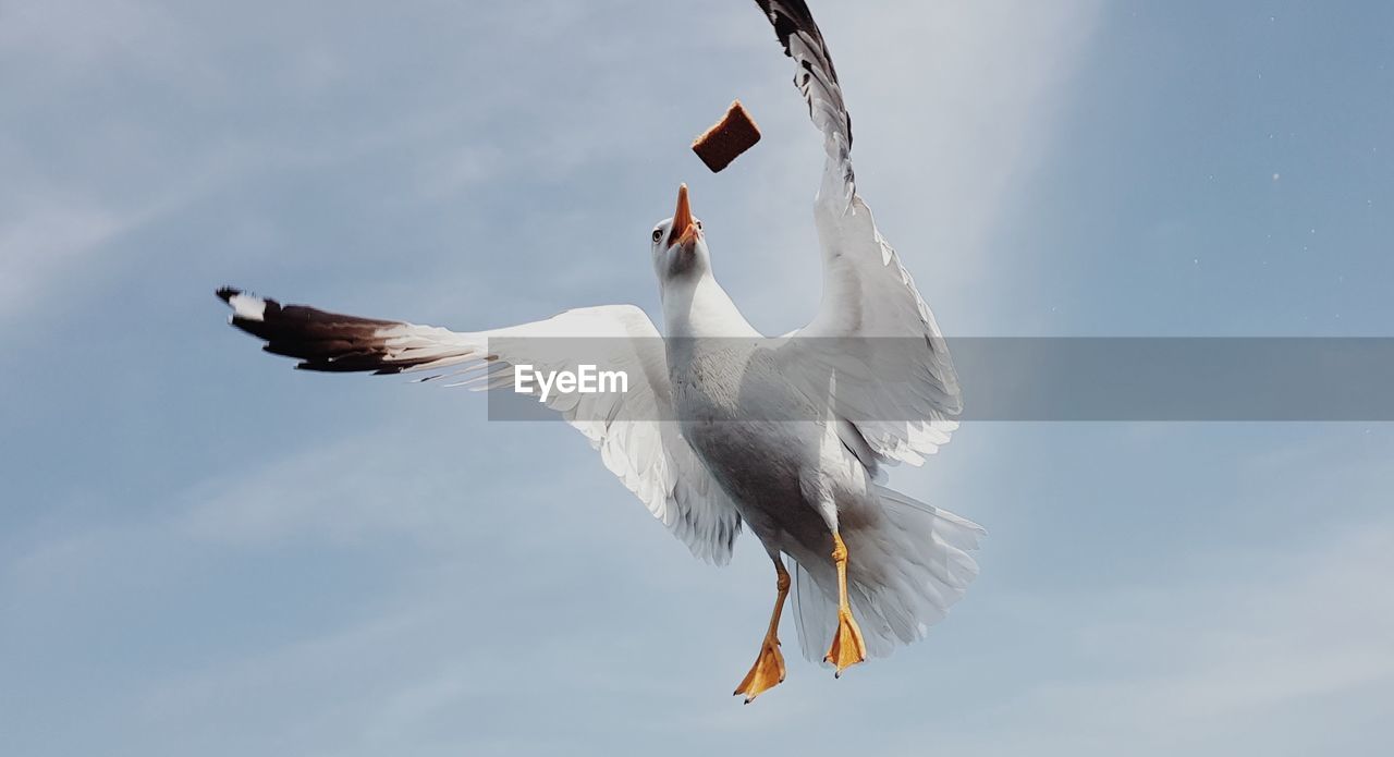 LOW ANGLE VIEW OF SEAGULLS FLYING IN SKY