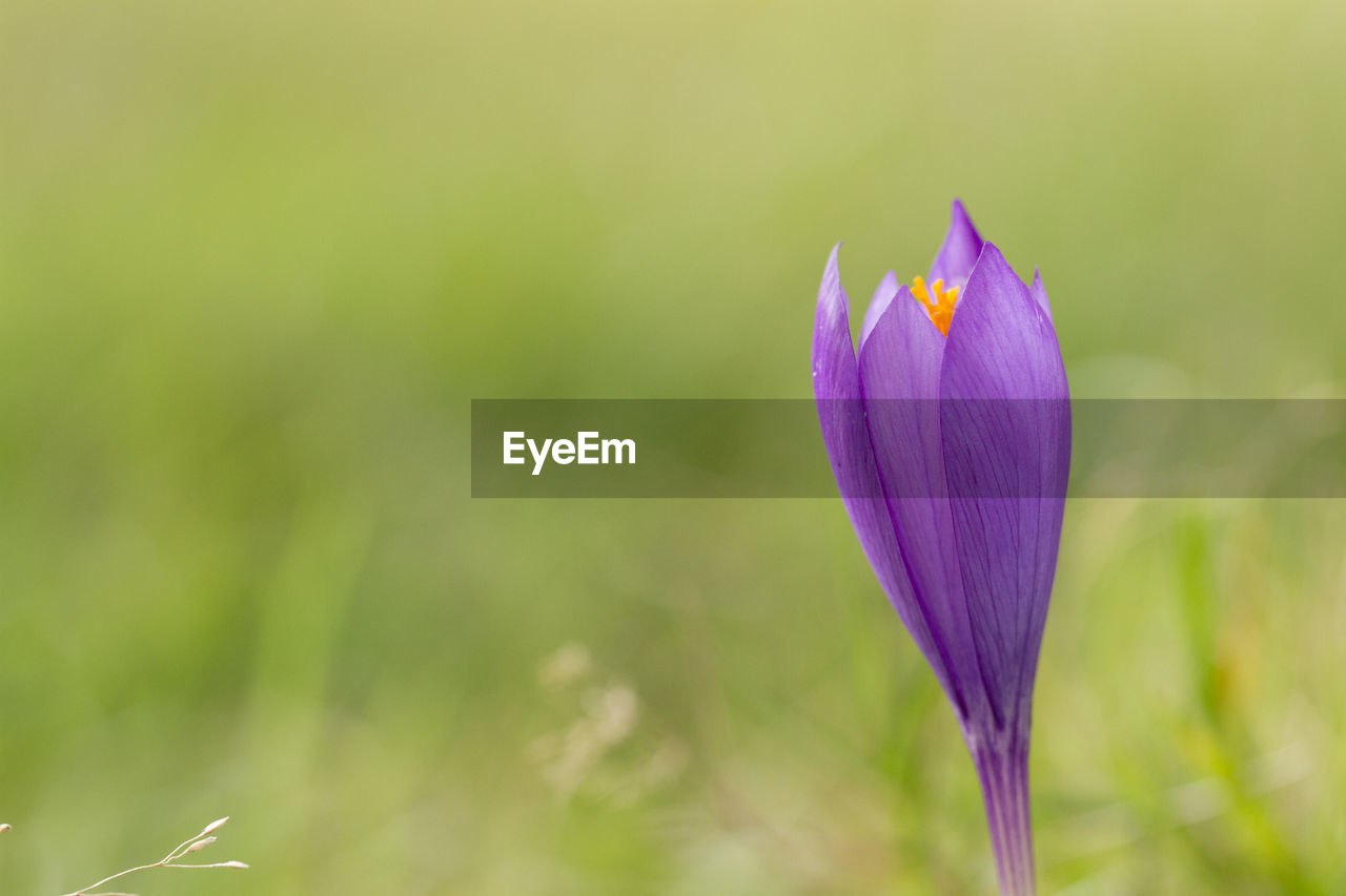 Close-up of purple crocus blooming outdoors