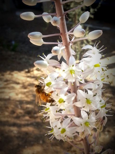 CLOSE-UP OF WHITE FLOWERS BLOOMING