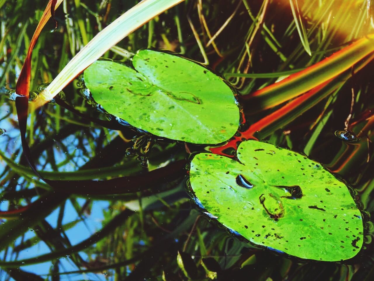 Lily pads floating on pond