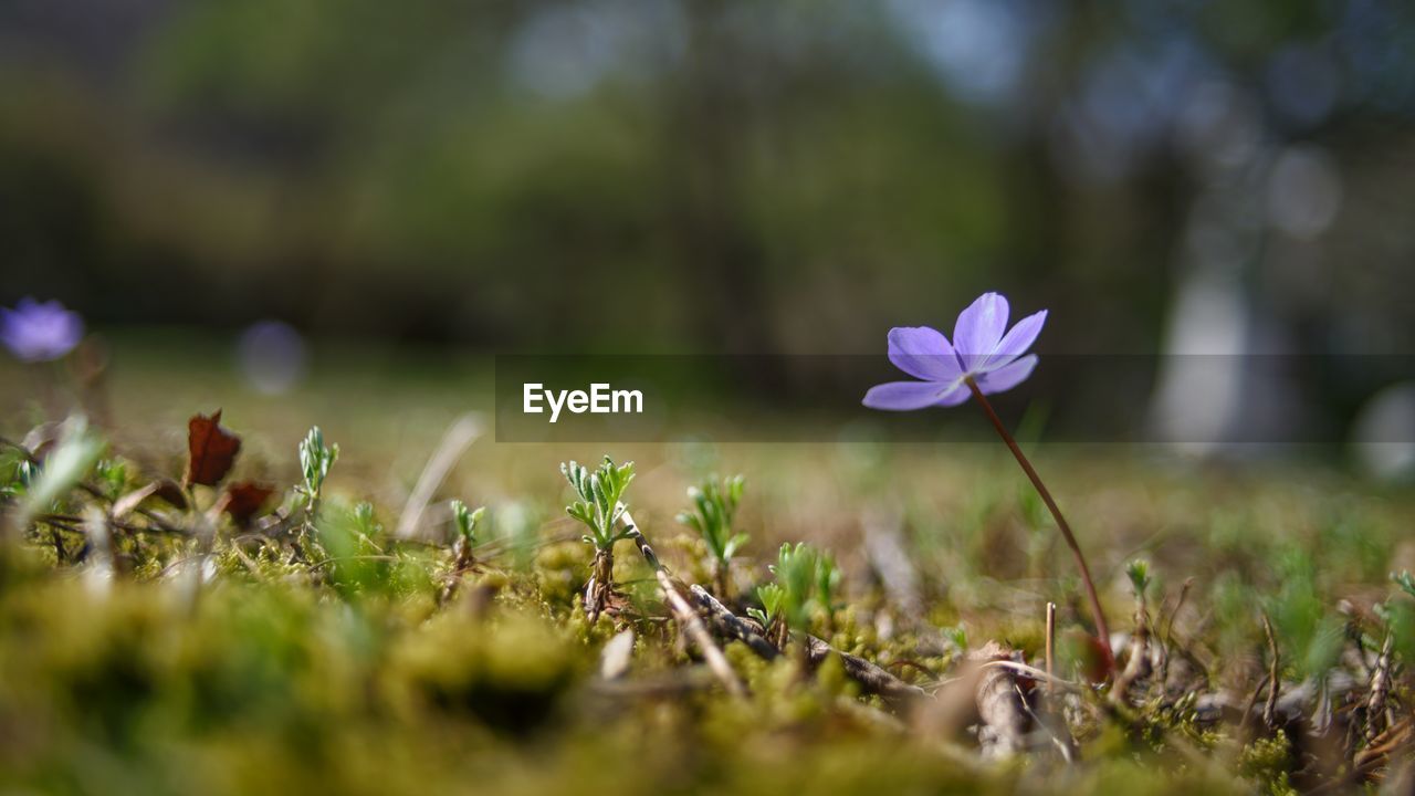 Close-up of white crocus flowers on field