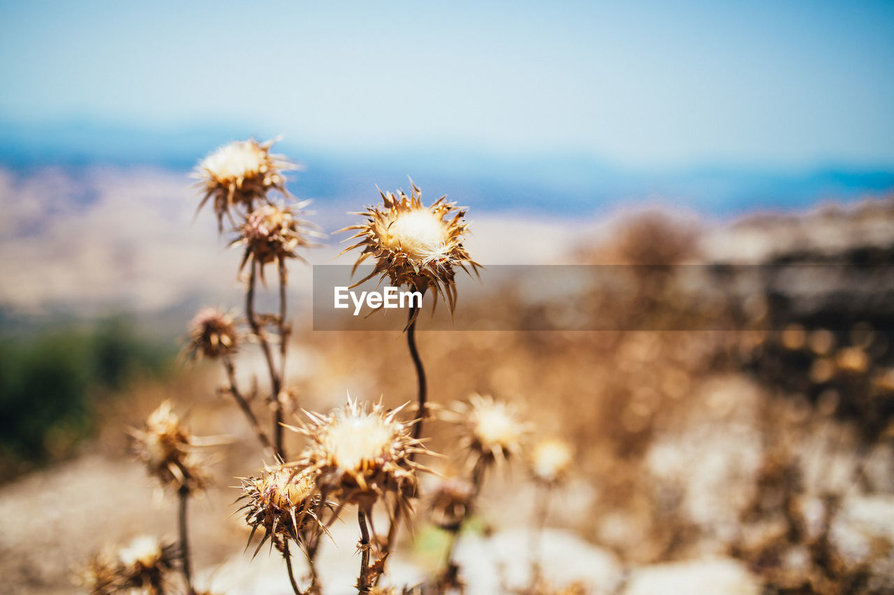 Close-up of white dandelion flower in field