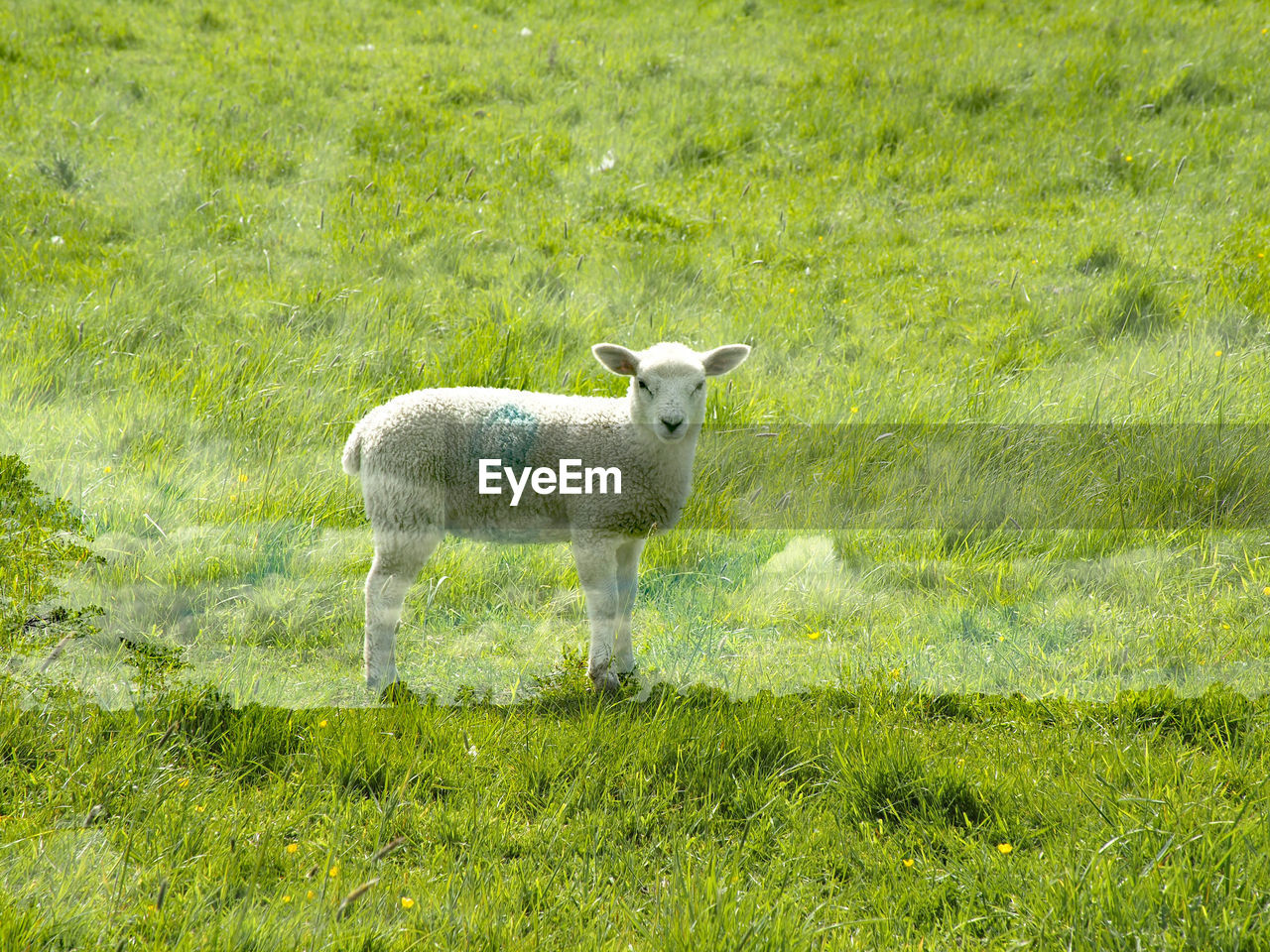 SHEEP STANDING IN A FIELD