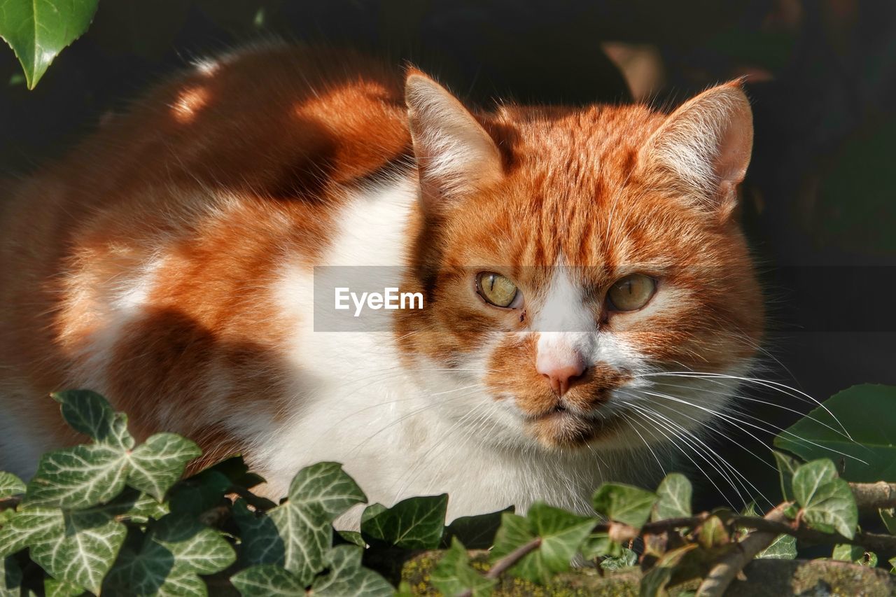 Close-up portrait of cat