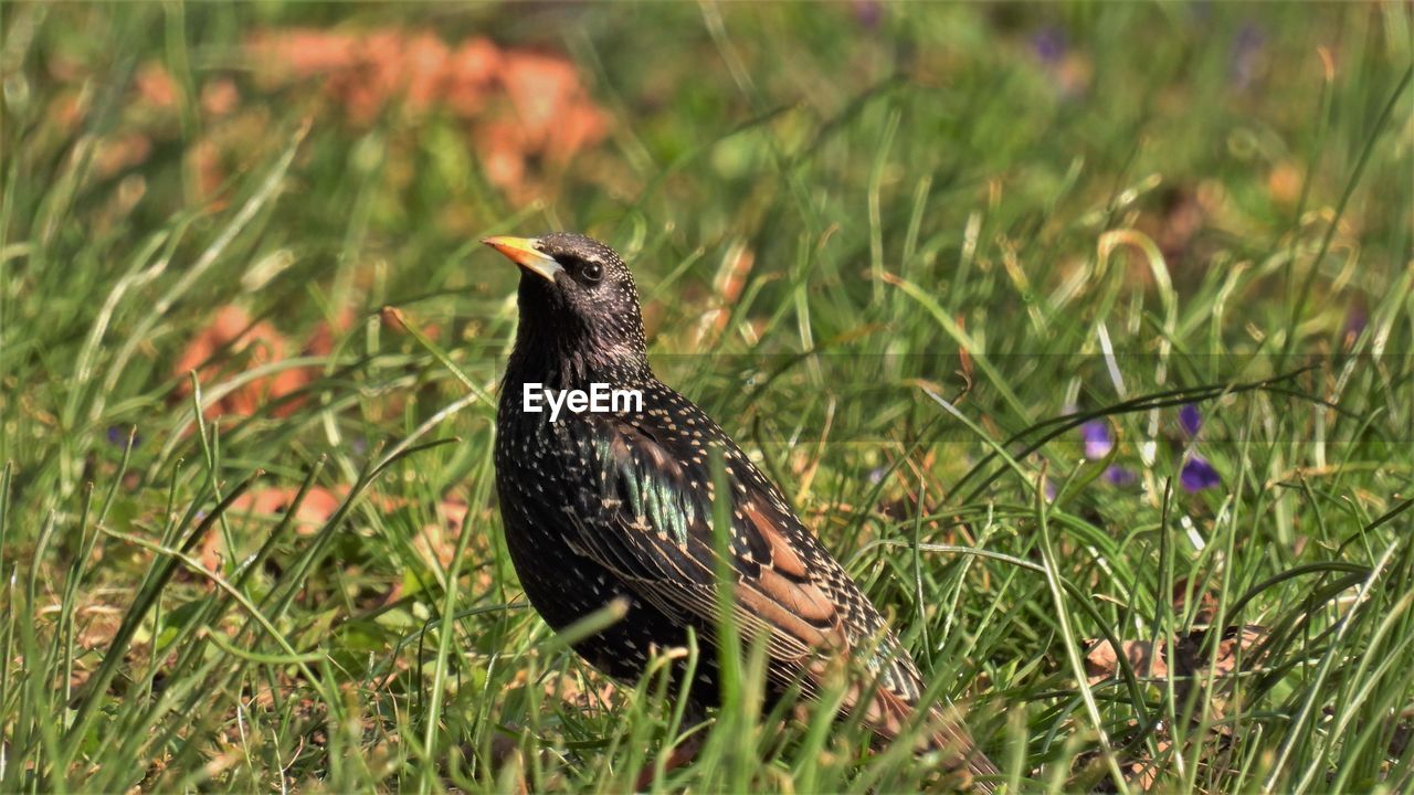 close-up of bird perching on grassy field