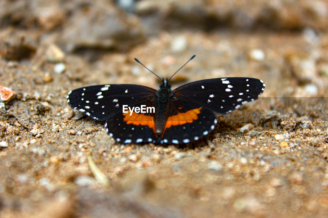 BUTTERFLY ON LEAF