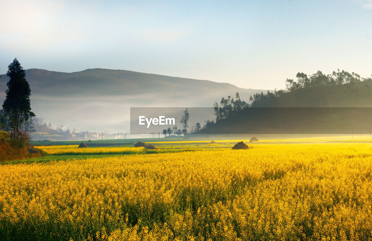 Scenic view of oilseed rape field against sky