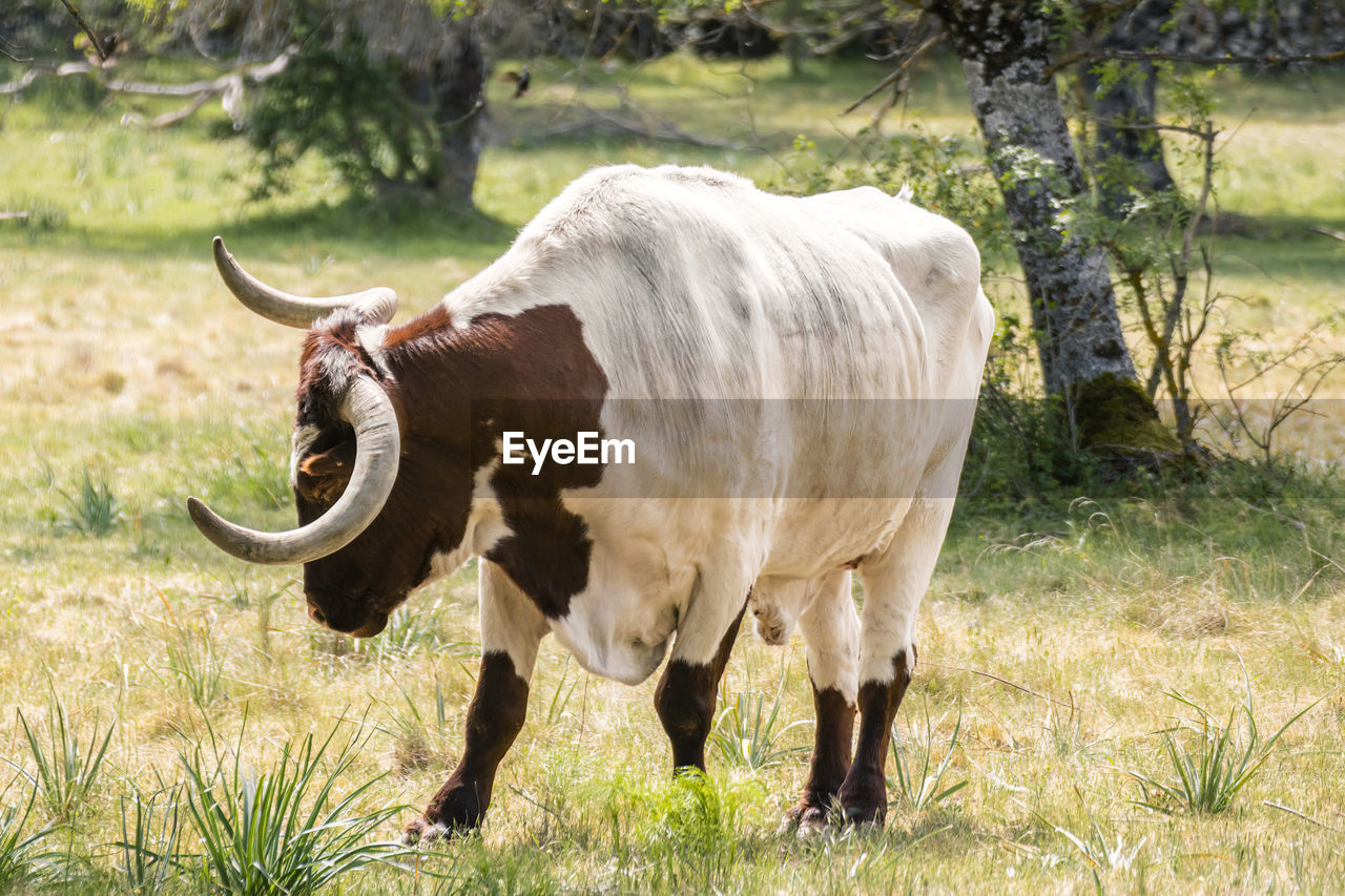 animal, animal themes, mammal, domestic animals, pasture, cattle, livestock, grazing, plant, bull, grass, ox, meadow, nature, domestic cattle, field, pet, dairy cow, agriculture, land, cow, wildlife, horned, animal wildlife, no people, horn, rural area, one animal, outdoors, landscape, standing, grassland, day, rural scene