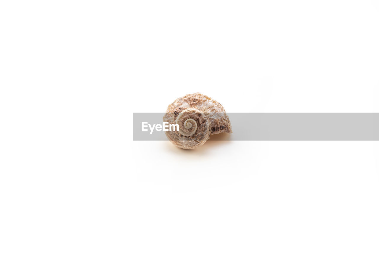 shell, animal shell, snail, gastropod, mollusk, animal wildlife, animal, animal themes, white background, spiral, copy space, cut out, no people, studio shot, snails and slugs, close-up, indoors, one animal, wildlife, nature, single object
