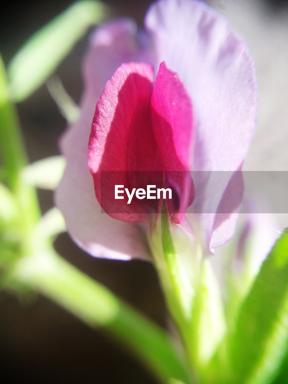 Close-up of pink rose flower