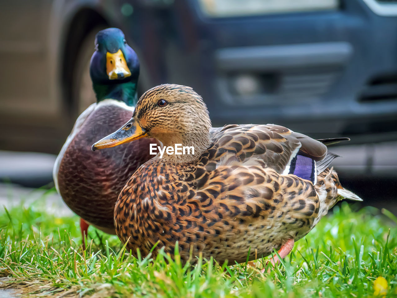 Close-up of mallard duck