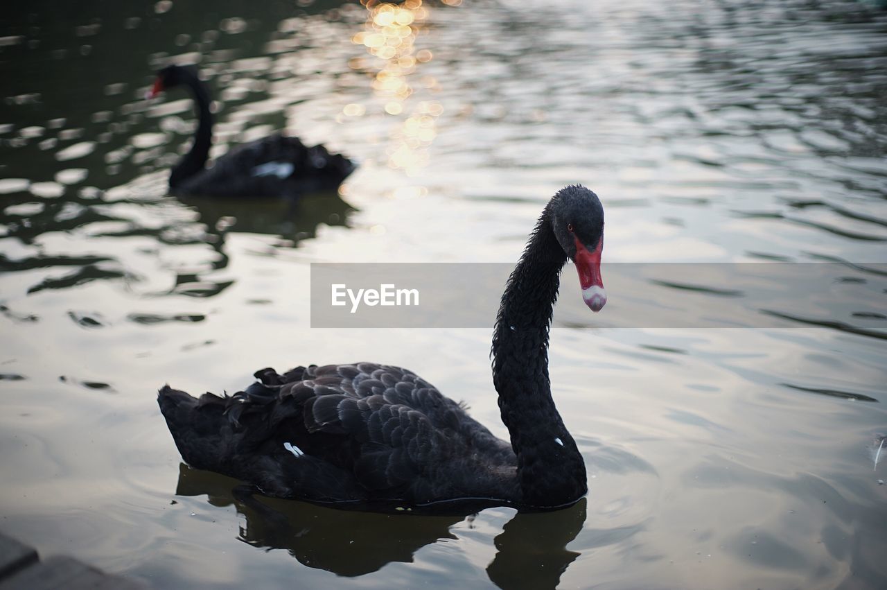 SWAN SWIMMING IN LAKE