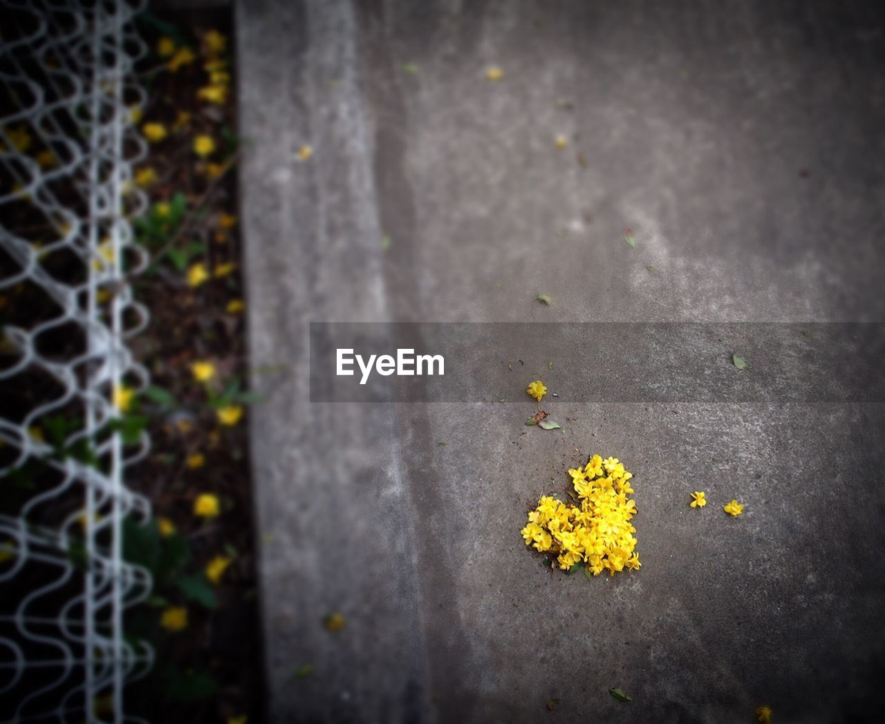 High angle view of yellow flowers on footpath