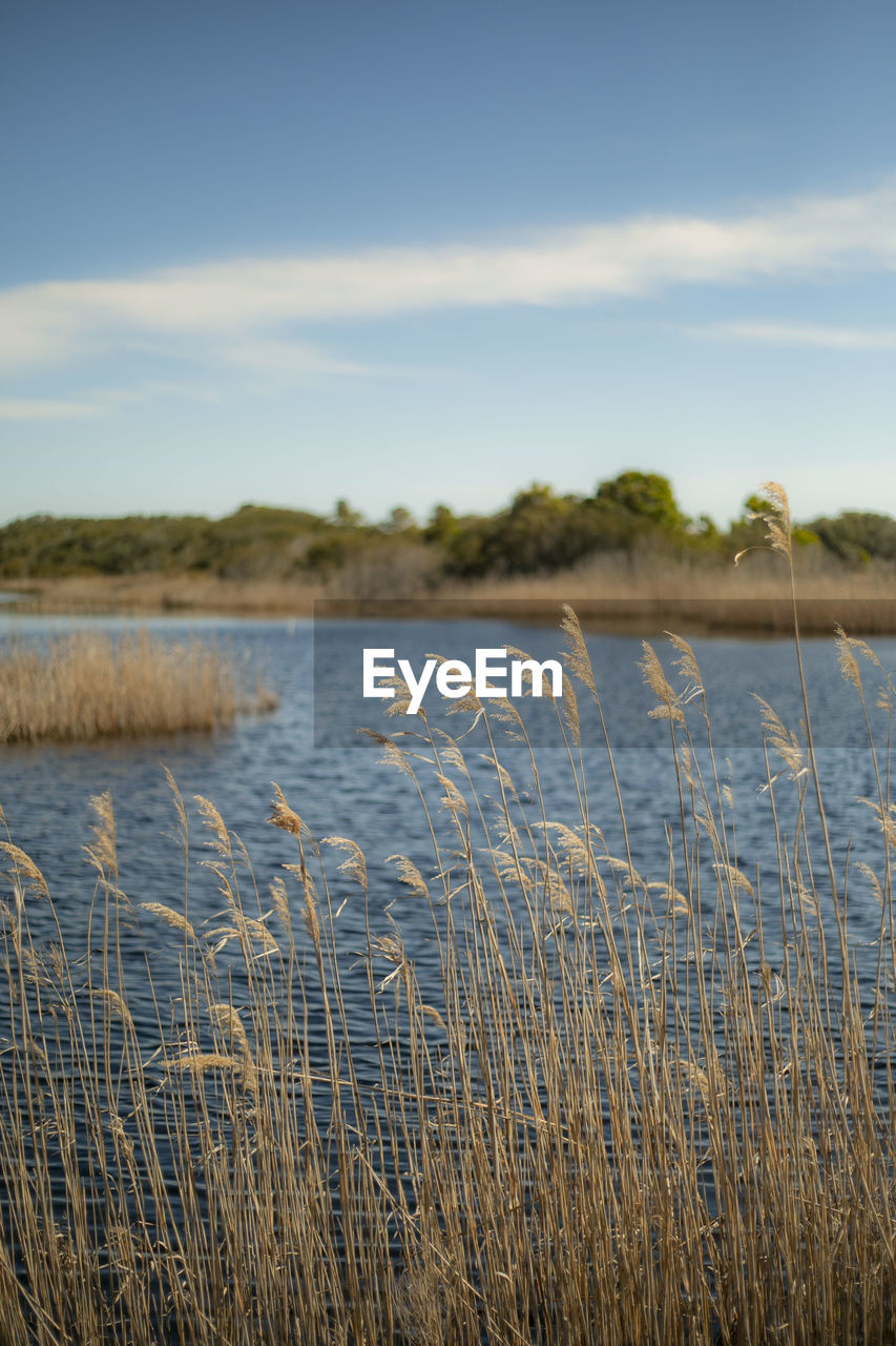 nature, reflection, water, sky, grass, plant, tranquility, beauty in nature, natural environment, marsh, scenics - nature, morning, cloud, shore, tranquil scene, no people, wetland, lake, tree, sunlight, land, environment, landscape, day, horizon, outdoors, reed, non-urban scene, beach, growth, rural area, idyllic, field