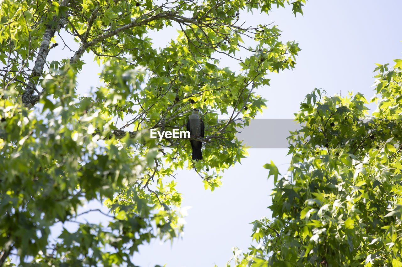 LOW ANGLE VIEW OF BIRD ON TREE