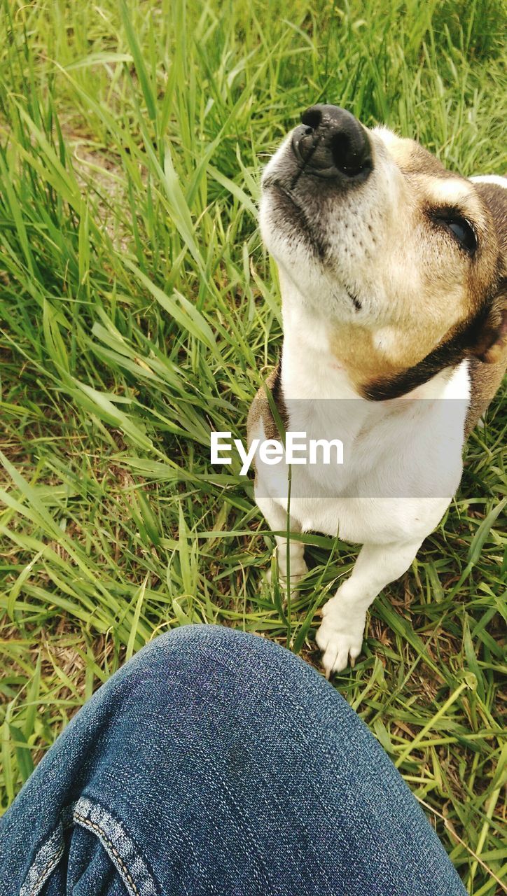 Cropped image of person with dog on field