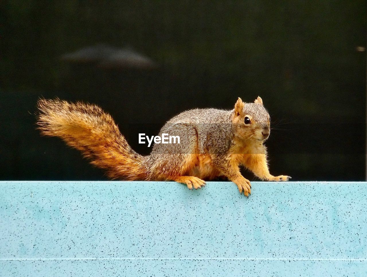 VIEW OF SQUIRREL ON WALL