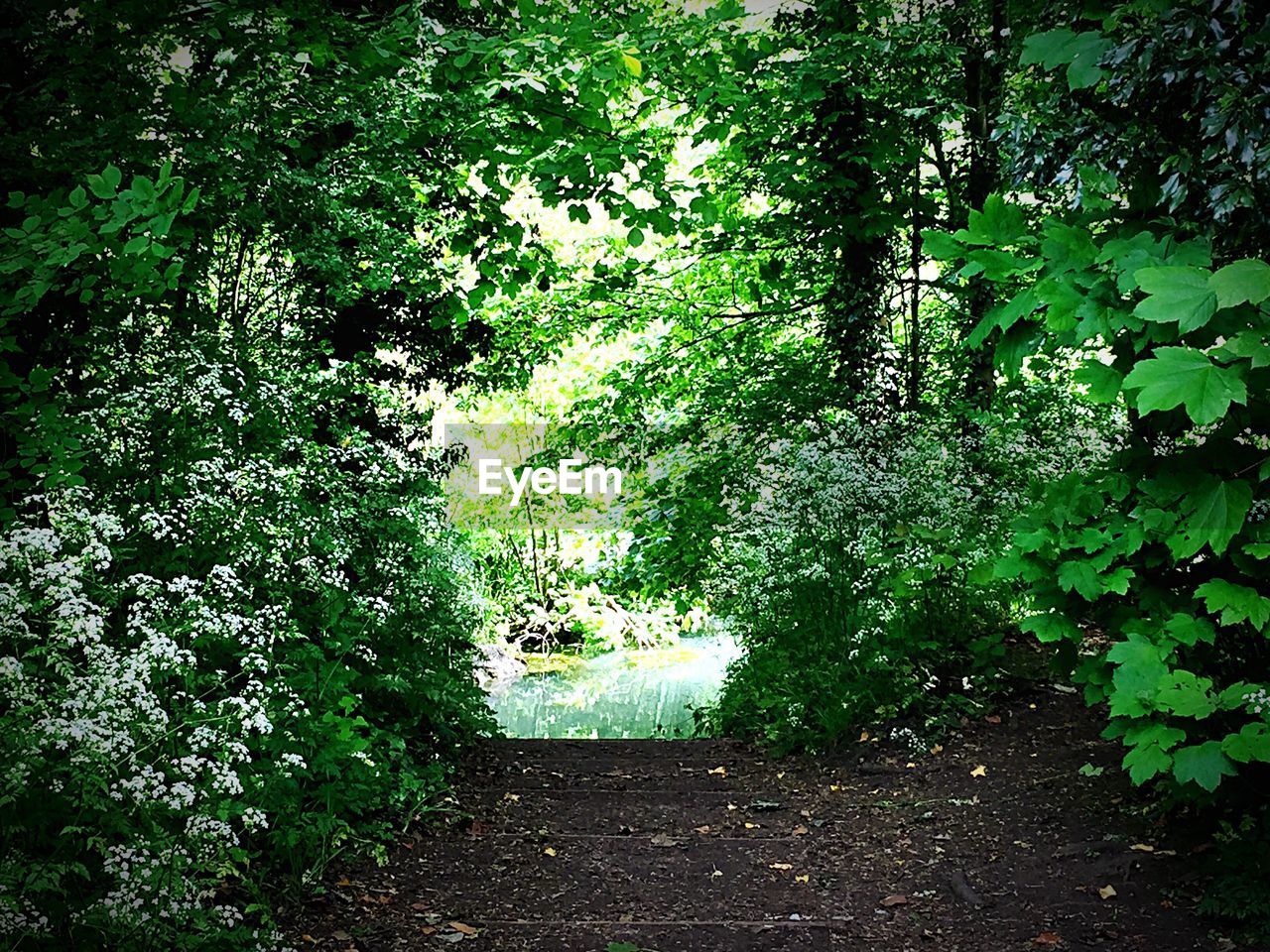 VIEW OF TREES AND PLANTS