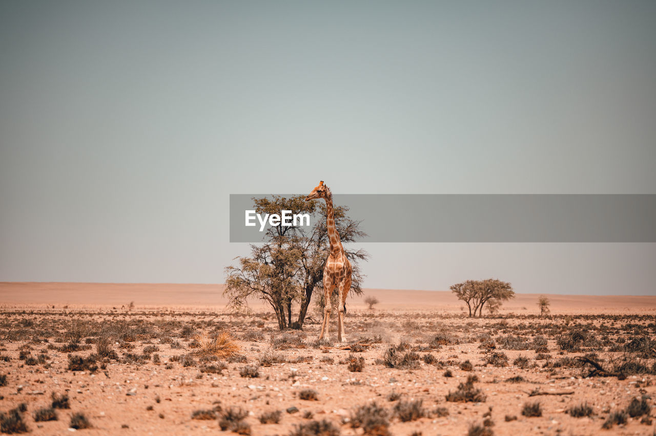 View of giraffe in safari against sky