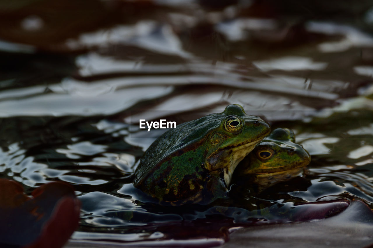 CLOSE-UP OF FROG IN SWIMMING