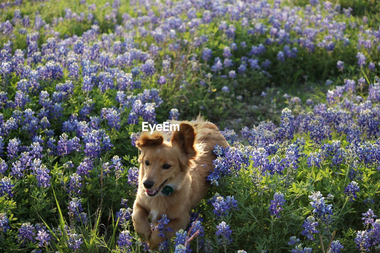 close-up of dog standing amidst plants