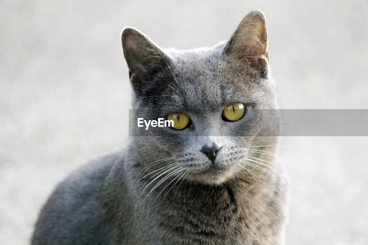 Close-up portrait of a cat