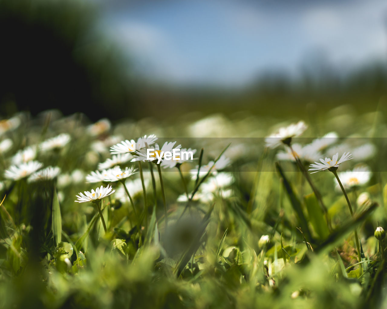 Close-up of white daisy flowers on field